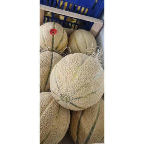 Meloun Cantaloupe Itálie kg