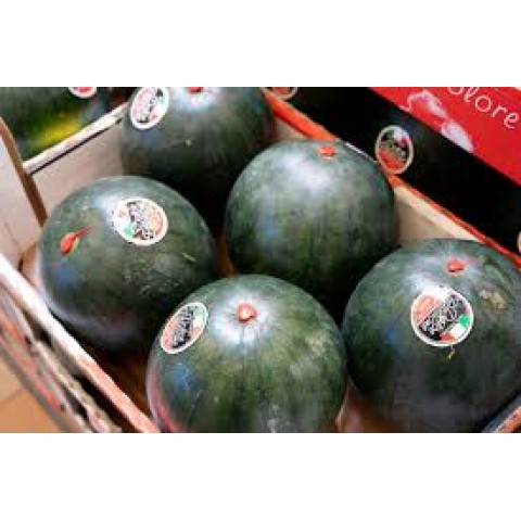 Meloun vodní bezsemenný Itálie PQ cena za kg