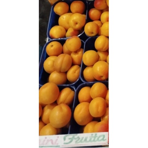 Meruňky Orange Rubis Itálie kg 